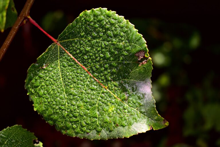 leaf, aspen, botany-6595516.jpg