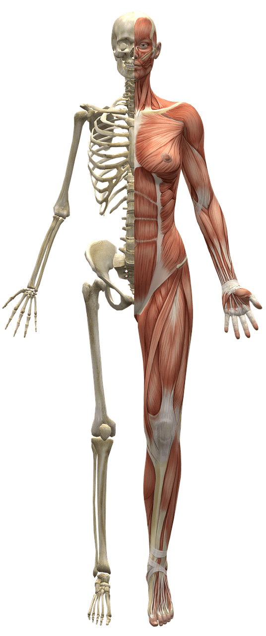 muscles, skeleton, half body-2277447.jpg